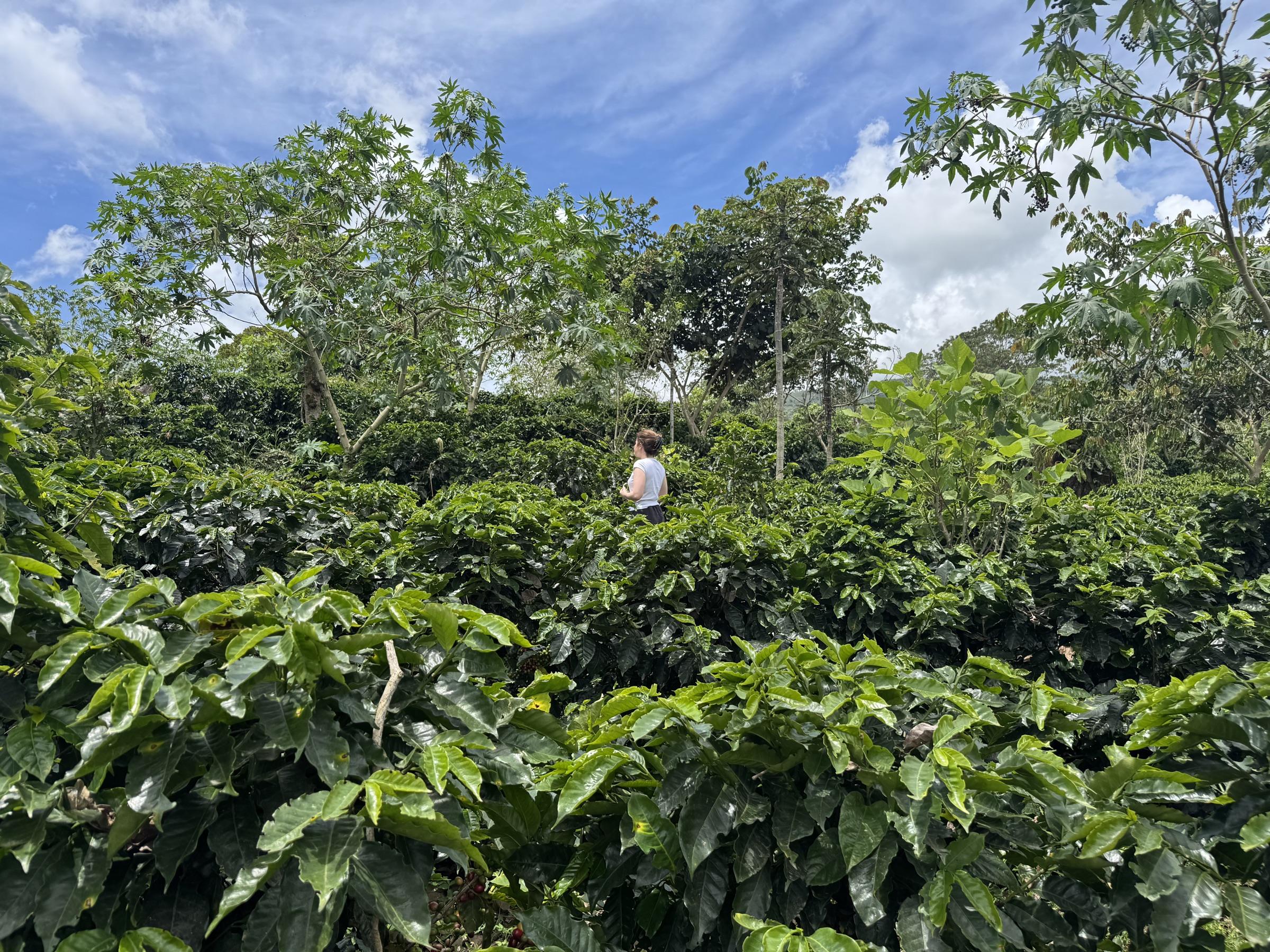 Erin walking through the coffee trees at Aquiares Estate, Costa Rica