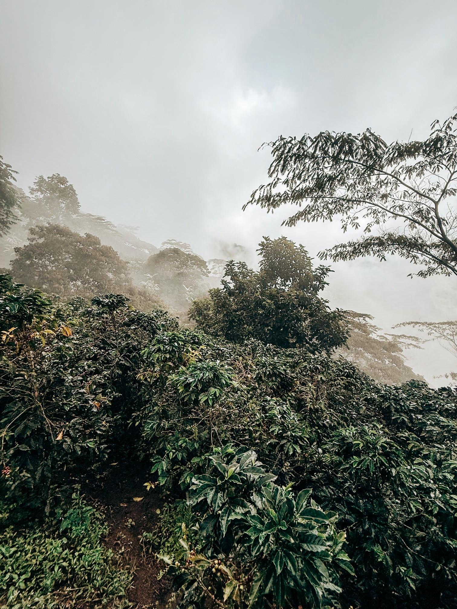 Coffee trees on a misty hillside at El Mirador, Perijá, Colombia