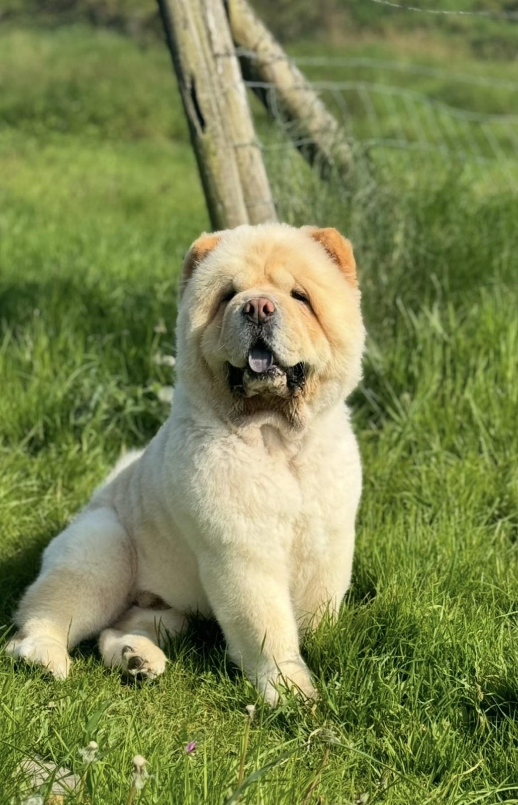Moose the chow chow sitting in the grass