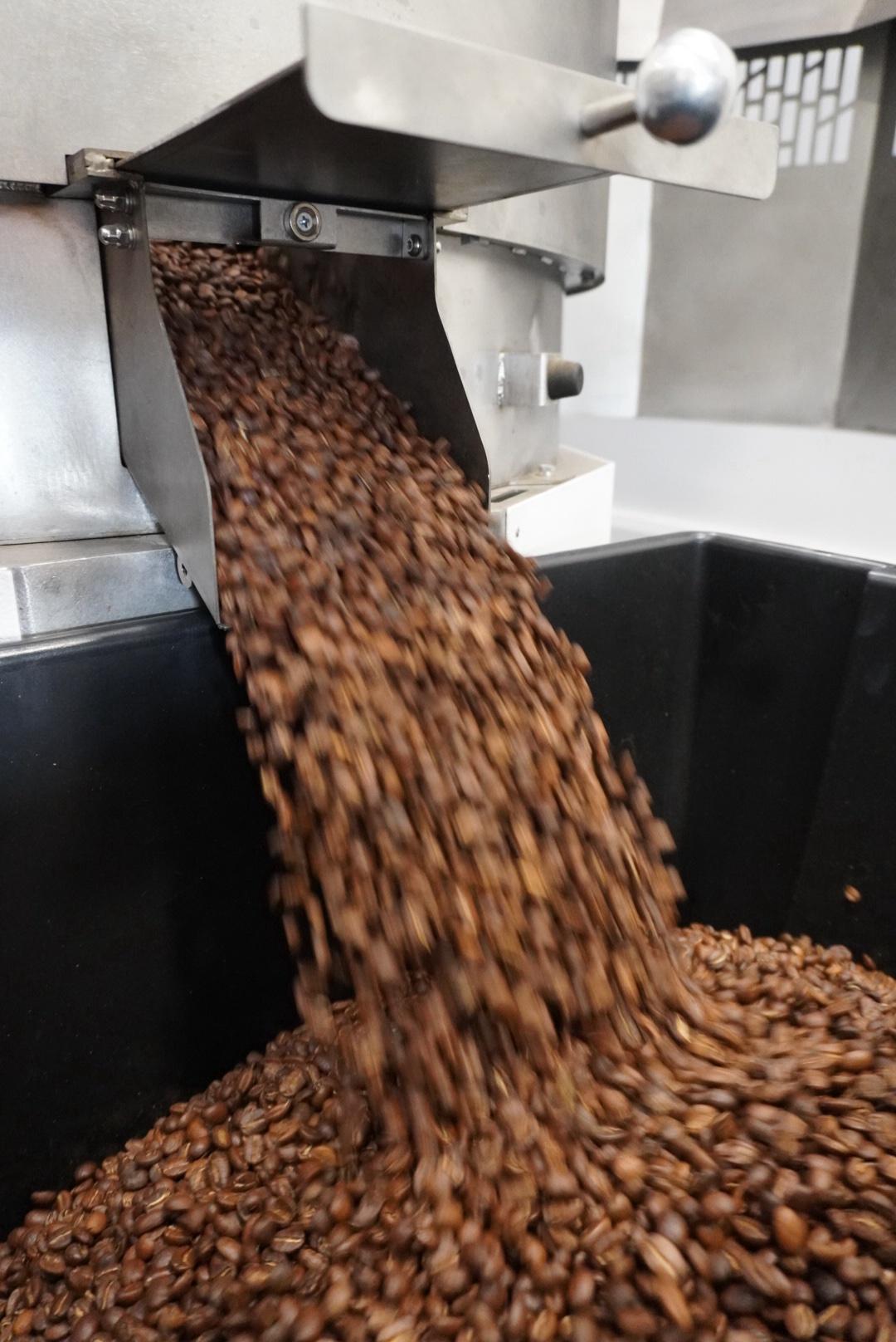 Freshly roasted coffee beans pouring from the roaster into the cooling tray
